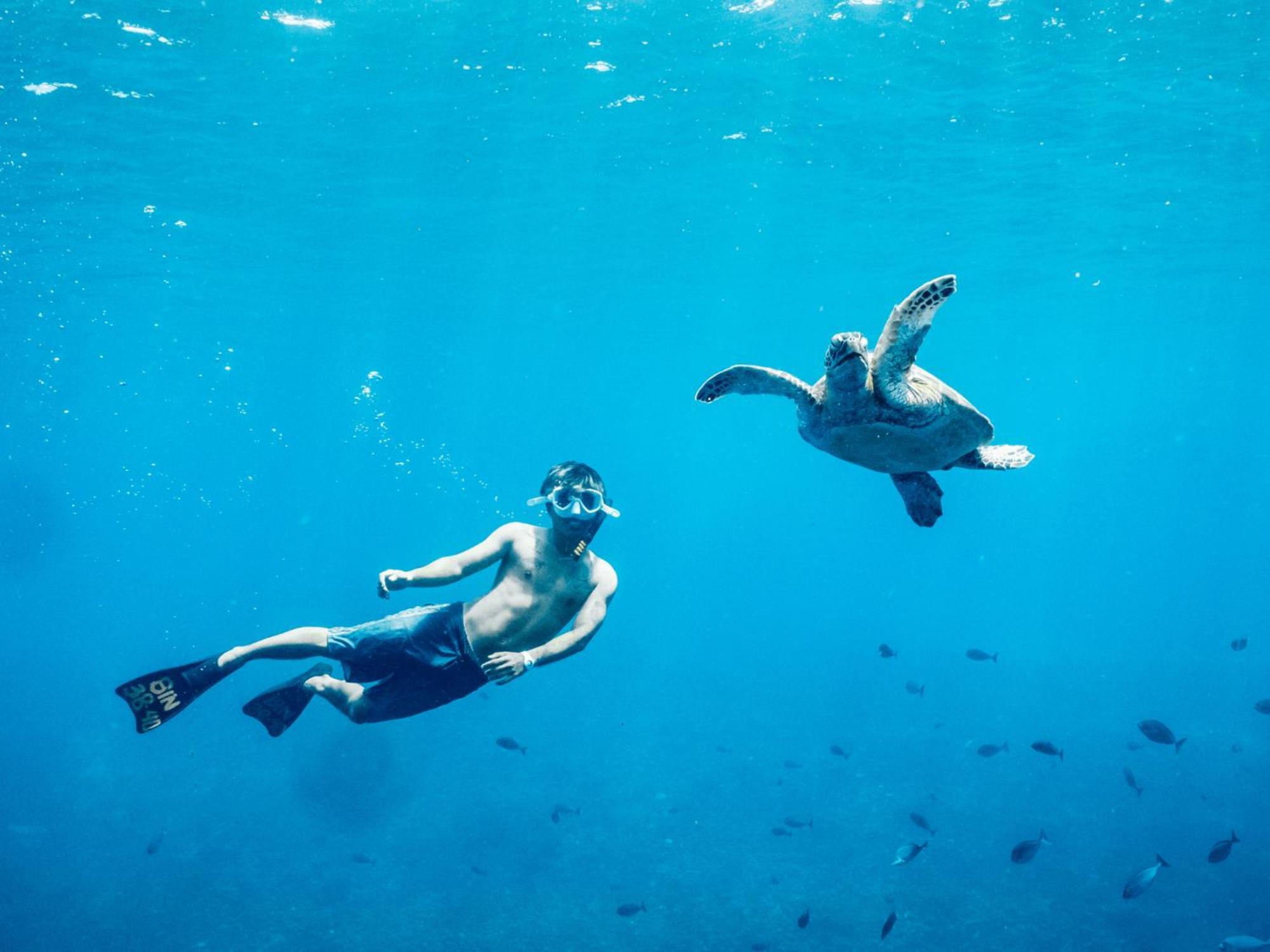 매드 몽키 길리 트라왕간 길리트라왕안 외부 사진 A green sea turtle and a free-diver